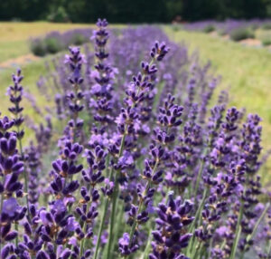 Enjoy the Sweet Fragrance of Sweethaven Lavender Farm